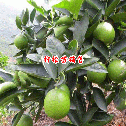 種檸檬的方法是什么？