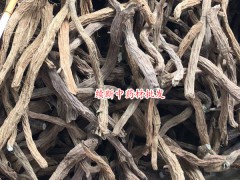 續(xù)斷種植方法有哪些?圖1