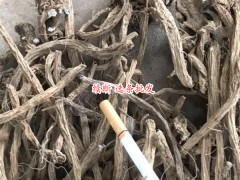 續(xù)斷如何栽培?續(xù)斷種植技術(shù),畝產(chǎn),圖片圖3