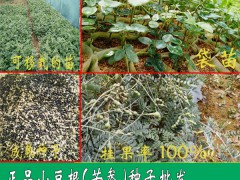 山豆根苗_批發(fā)山豆根苗市場價(jià)格圖3