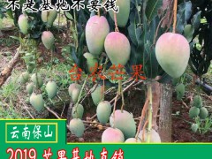 2018-2019青芒果多少錢一斤