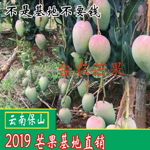 吃青芒果的好處？芒果怎么吃？
