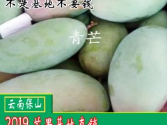 吃青芒果的好處？芒果怎么吃？圖3