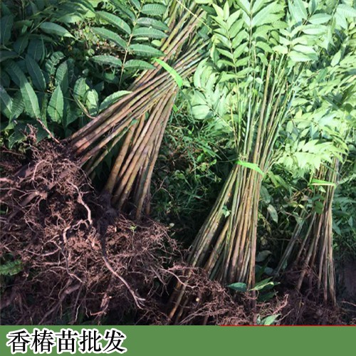 哪里有香椿苗，香椿苗基地，香?椿苗好多錢一棵?