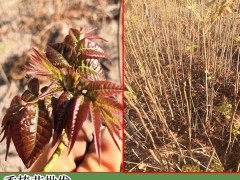 香椿(又叫香椿芽)溫棚種植關(guān)鍵點圖1