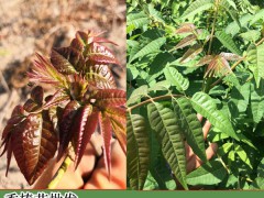 香椿(又叫香椿芽)溫棚種植關(guān)鍵點圖3