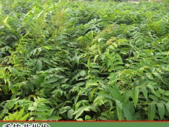 香椿的增產(chǎn)種植及擠壓成型工藝關(guān)鍵點(diǎn)圖1