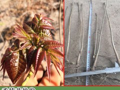 香椿的增產(chǎn)種植及擠壓成型工藝關(guān)鍵點(diǎn)圖3