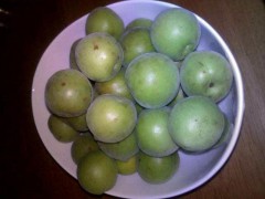 青梅怎樣栽種能夠豐收?圖1