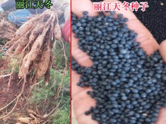天冬完整種植技術(shù)資料.大天冬種苗,種苗批發(fā)培育圖1