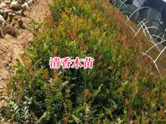 清香木苗多少錢一棵?種植戶圖1