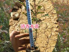 清香木苗多少錢一棵?種植戶圖2
