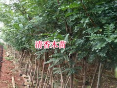 清香木苗多少錢一棵?種植戶圖3
