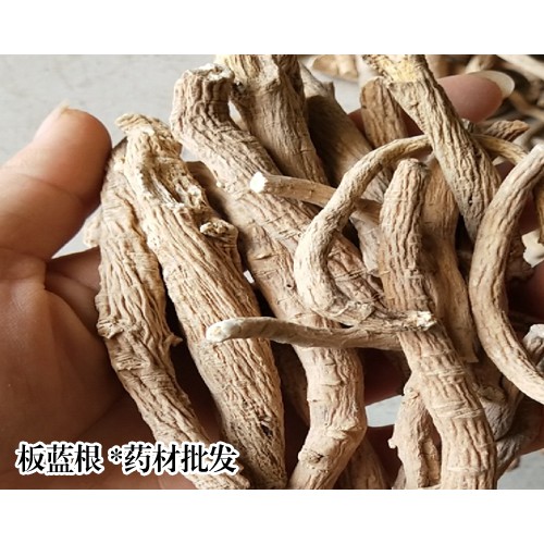 2019年板藍(lán)根多少錢(qián)一斤?板藍(lán)根新消息市場(chǎng)價(jià)格