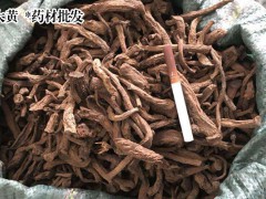 大黃漲價靜悄悄_黃種植技術(shù)關(guān)鍵有種子繁殖和預(yù)苗栽種。圖1