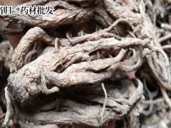 安國藥市當(dāng)歸行情 亳州藥市當(dāng)歸行情  安國藥市當(dāng)歸藥廠貨行情圖1