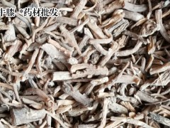 牛膝栽種價格行情|牛膝幼苗圖1