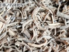 牛膝栽種價格行情|牛膝幼苗圖2