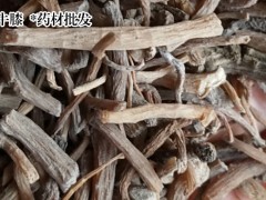牛膝栽種價格行情|牛膝幼苗圖3