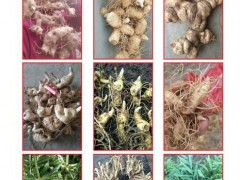 貴州名貴中藥材公司圖1