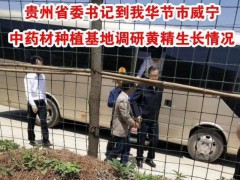 貴州省委書記、貴州省畢節(jié)市市長調(diào)研黃精生長圖1