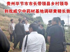 貴州省委書記、貴州省畢節(jié)市市長調(diào)研黃精生長圖2