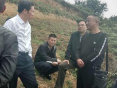 貴州省委書記、貴州省畢節(jié)市市長調(diào)研黃精生長圖3