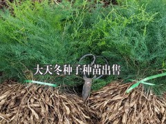 大天冬種子種苗，云南大天冬程海種植基地圖1
