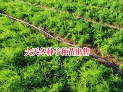 大天冬種子種苗，云南大天冬程海種植基地圖2