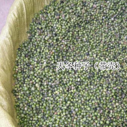 天冬栽種時(shí)間,天冬多少錢一株(附種子圖片)