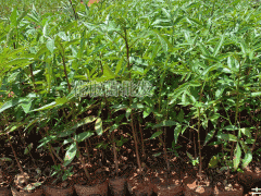 花椒樹苗_花椒籽栽種為何不出芽？花椒種植技術(shù)資料圖1