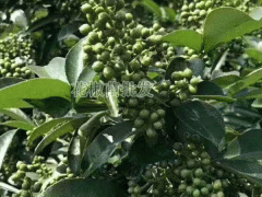 花椒樹苗_花椒籽栽種為何不出芽？花椒種植技術(shù)資料圖2