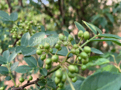 花椒樹苗_花椒籽栽種為何不出芽？花椒種植技術(shù)資料圖3