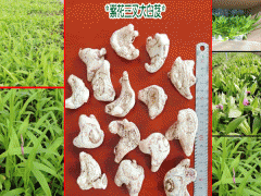 云南白芨價(jià)格|云南廣西貴州四川白芨種植#白芨中藥材市場前景圖1
