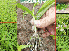 云南白芨價(jià)格|云南廣西貴州四川白芨種植#白芨中藥材市場前景圖2
