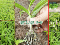 云南三叉白芨|云南小白芨|云南白芨批發(fā)價格表圖3