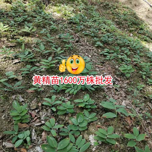 黃精多少錢一噸？黃精中藥材種植廠家