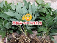 黃精,雞頭,滇黃精小苗,黃精多少錢(qián)一噸？圖1