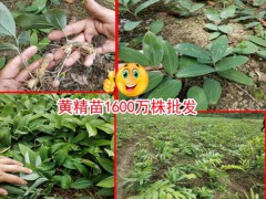 黃精,雞頭,滇黃精小苗,黃精多少錢(qián)一噸？圖2