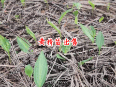 黃精圖片_黃精畝產(chǎn)值是多少斤?毅霖微生物圖1