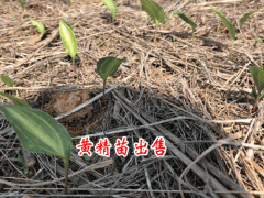 滇黃精文山_黃精收購公司_云南省黃精種植產(chǎn)業(yè)基地照片圖2