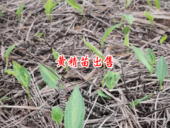 滇黃精文山_黃精收購公司_云南省黃精種植產(chǎn)業(yè)基地照片圖3