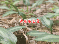 云南省哪兒栽種黃精多_黃精西疇栽種產(chǎn)業(yè)基地圖1