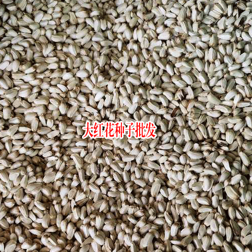 哪有紅花種子，買藥材種子(附圖)