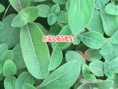 紅芽大戟種植新關(guān)鍵點(diǎn)_紅芽大戟小苗圖片,價(jià)格,參考,圖1