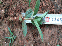 紅芽大戟種植新關(guān)鍵點(diǎn)_紅芽大戟小苗圖片,價(jià)格,參考,圖2