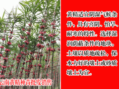 黃精畝產(chǎn)多少公斤與種植成本與利潤分析?圖1