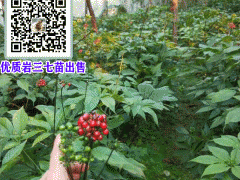 巖三七批發(fā)價(jià)格多少一克?_巖三七種植基地園圖1