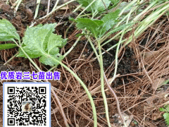 巖三七批發(fā)價(jià)格多少一克?_巖三七種植基地園圖2