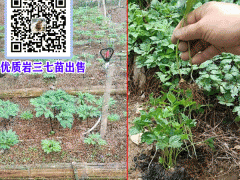巖三七批發(fā)價(jià)格多少一克?_巖三七種植基地園圖3